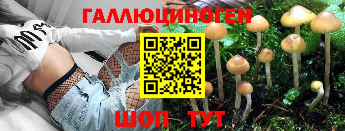 Тимашёвск  Псилоцибиновые грибы прущие грибы  Вход с VPN 
